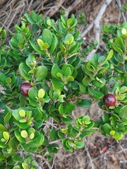 Diospyros rotundifolia