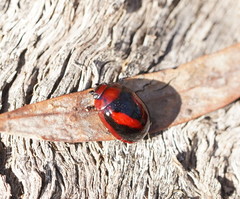 Paropsisterna erudita