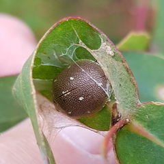 Paropsis aegrota