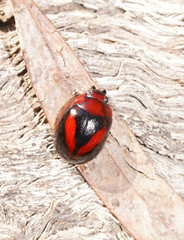 Paropsisterna erudita