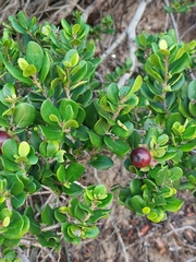Diospyros rotundifolia