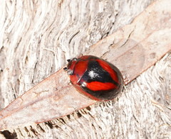Paropsisterna erudita