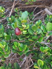 Diospyros rotundifolia