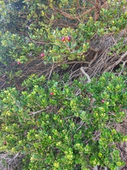 Diospyros rotundifolia