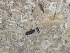 Tribolium castaneum