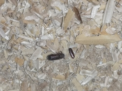 Tribolium castaneum