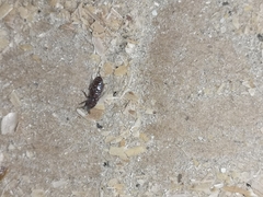 Tribolium castaneum