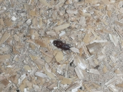 Tribolium castaneum