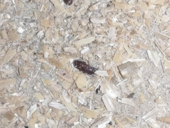 Tribolium castaneum