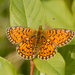 Silver-bordered Fritillary - Photo (c) Roberto Sindaco, some rights reserved (CC BY-NC-SA), uploaded by Roberto Sindaco