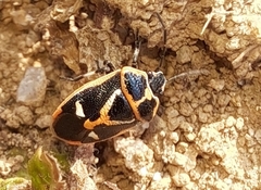 Eurydema gebleri