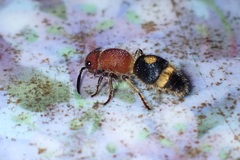 Odontomutilla uranioides