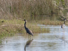 Egretta tricolor image