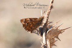 Carcharodus tripolina