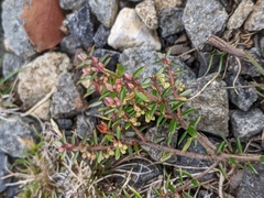 Monotoca empetrifolia