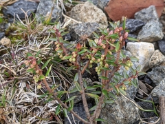 Monotoca empetrifolia