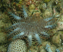 Acanthaster planci