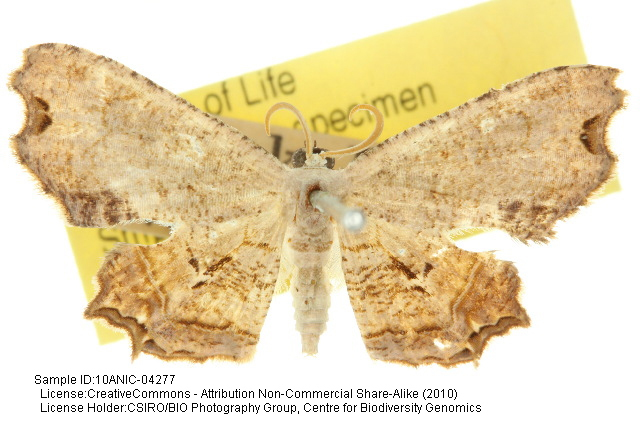 Dysaethria angulata