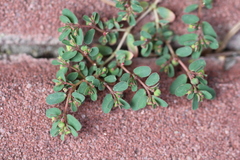 Euphorbia humifusa