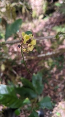 Berberis morii