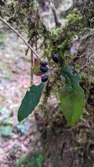Berberis morii