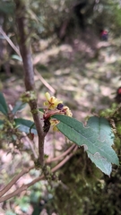 Berberis morii