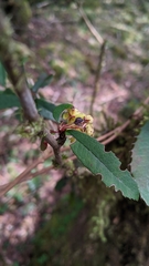 Berberis morii