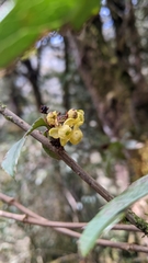 Berberis morii