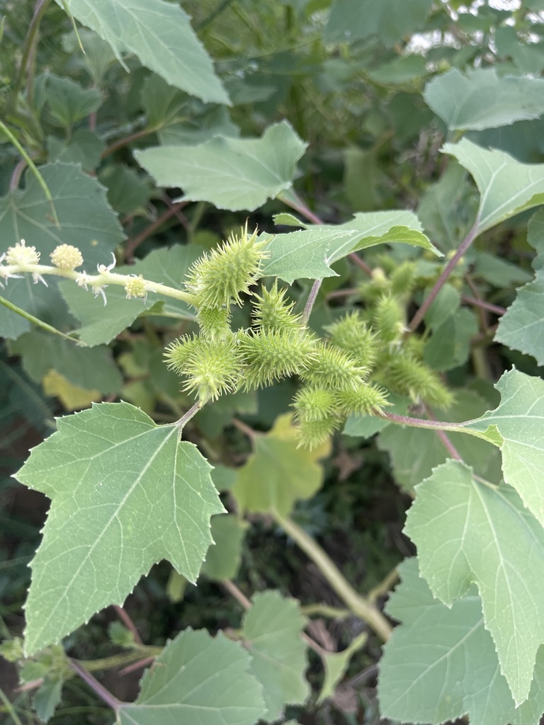 Xanthium strumarium — a medium houseplant, prefers full sun light