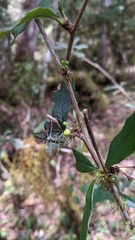 Berberis morii
