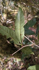 Berberis morii