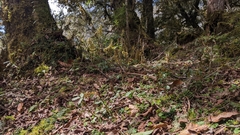 Berberis morii