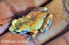 Arthroleptis troglodytes