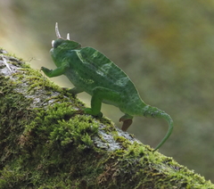 Trioceros deremensis