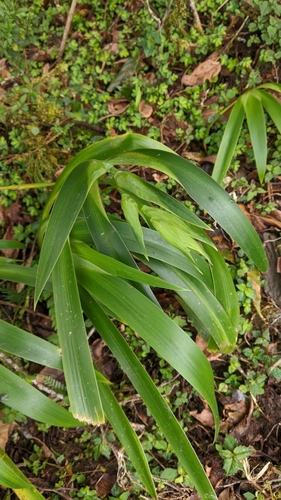 Taiwan iris (Iris formosana)