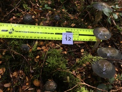 Cortinarius metallicus