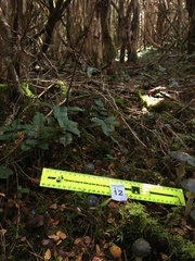 Cortinarius metallicus