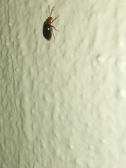 Aulacophorina