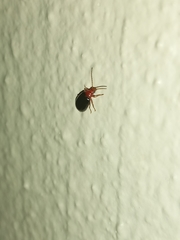 Aulacophorina
