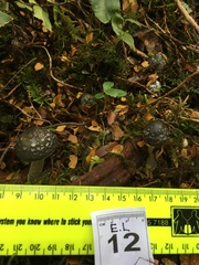 Cortinarius metallicus