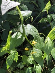 Lysimachia capillipes