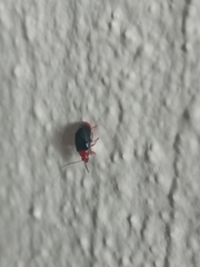Aulacophorina