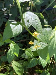 Lysimachia capillipes