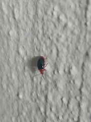 Aulacophorina