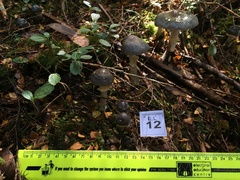 Cortinarius metallicus