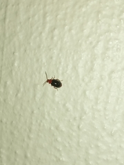 Aulacophorina