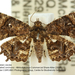 Epiplema leucosema - Photo (c) Andreas Manz,  זכויות יוצרים חלקיות (CC BY-NC), הועלה על ידי Andreas Manz