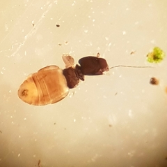 Liposcelis meridionalis