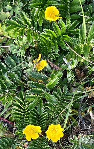 Pacific silverweed (Argentina pacifica)