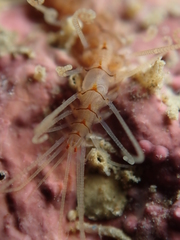Amblyosyllis